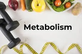 What is metabolism?