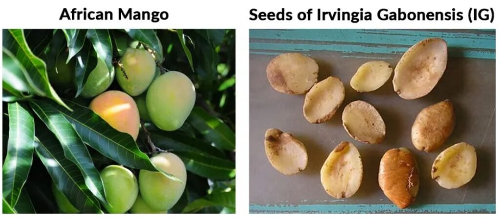 African Mango Extract vivaslim ingredients